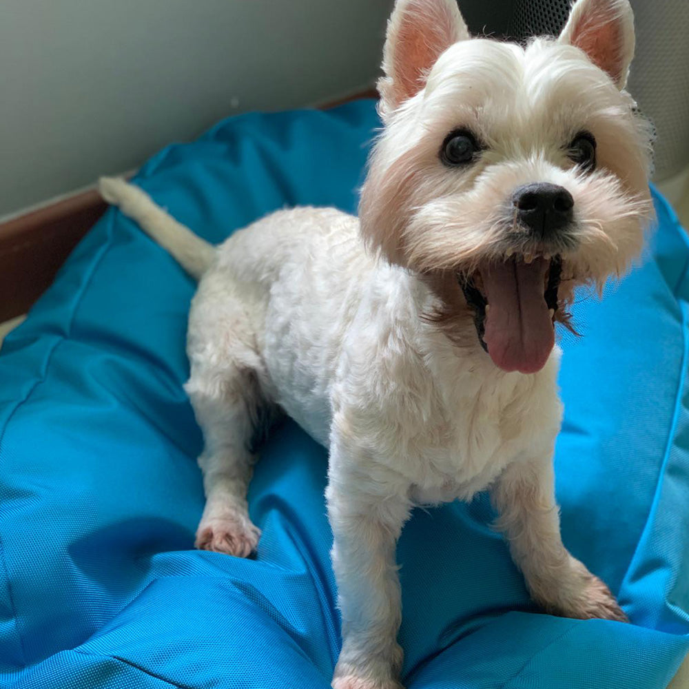 poochsta’ – water-repellent bean bag pet bed